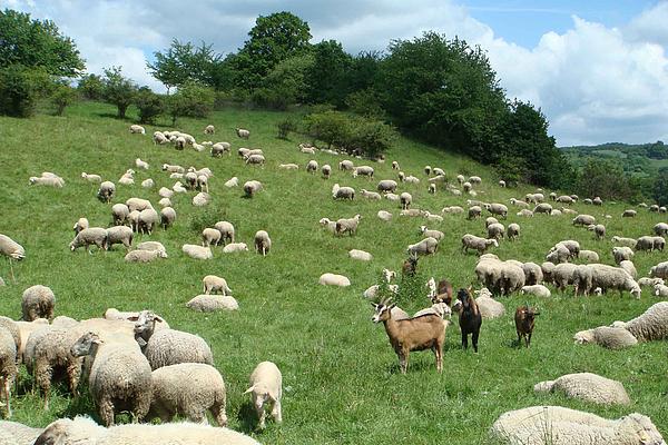 Landschaftspflege auf Kalk-Trockenrasen
